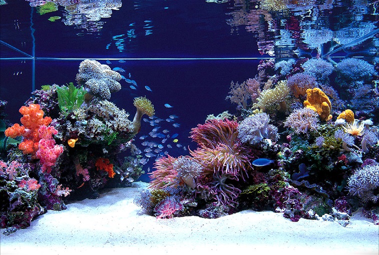 Reef Tank